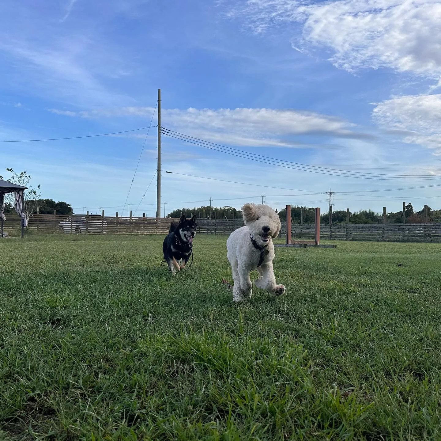 遊びに来てくれた子達🐕♬