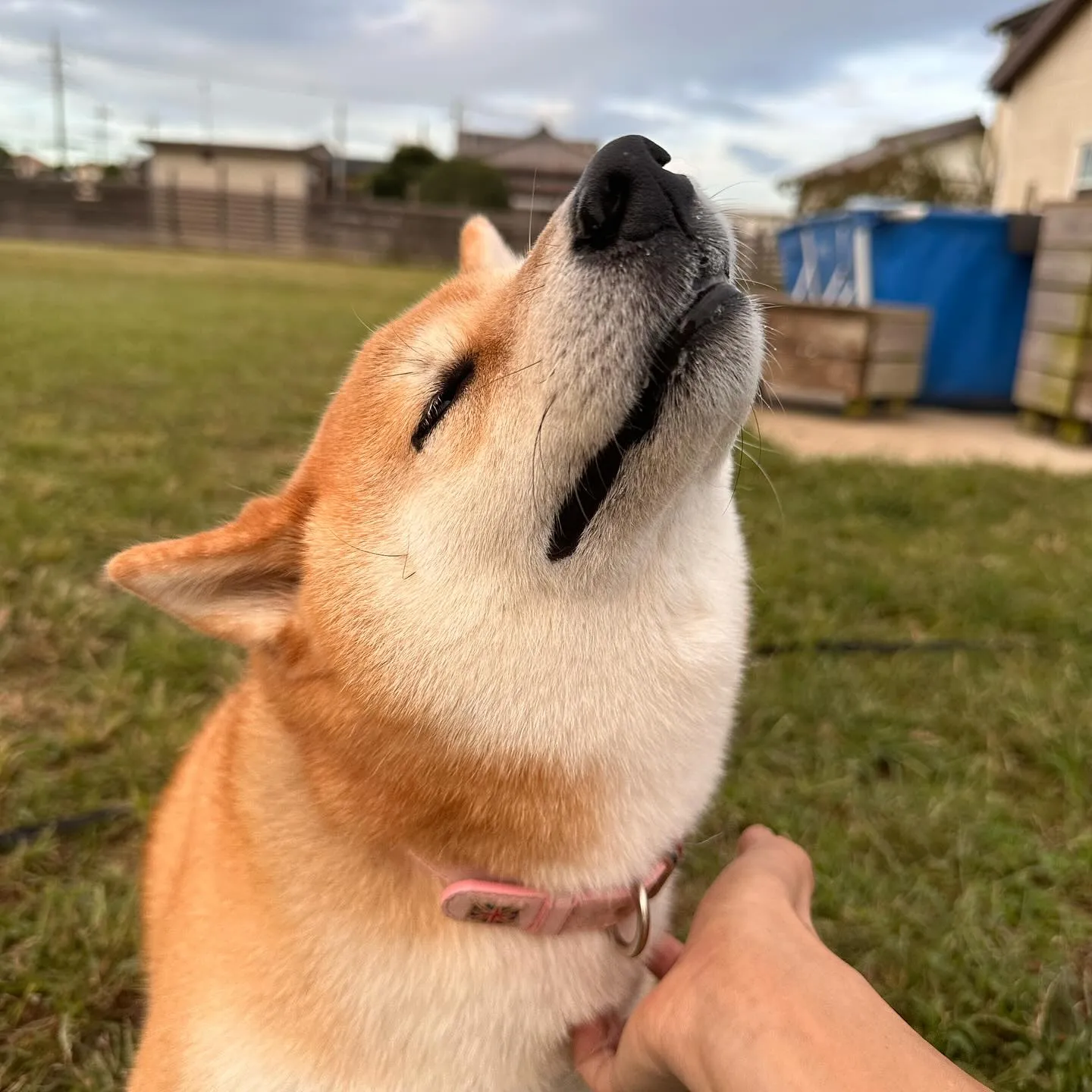 気持ちいぃ〜の顔が可愛い柴犬の大和くん✨