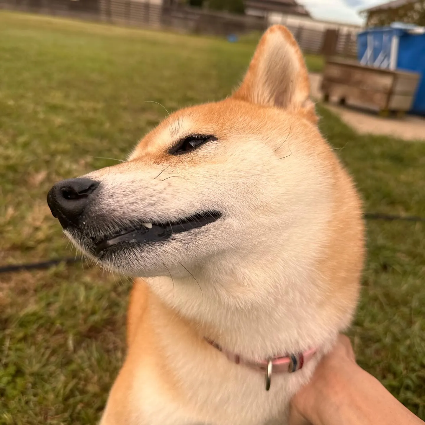 気持ちいぃ〜の顔が可愛い柴犬の大和くん✨