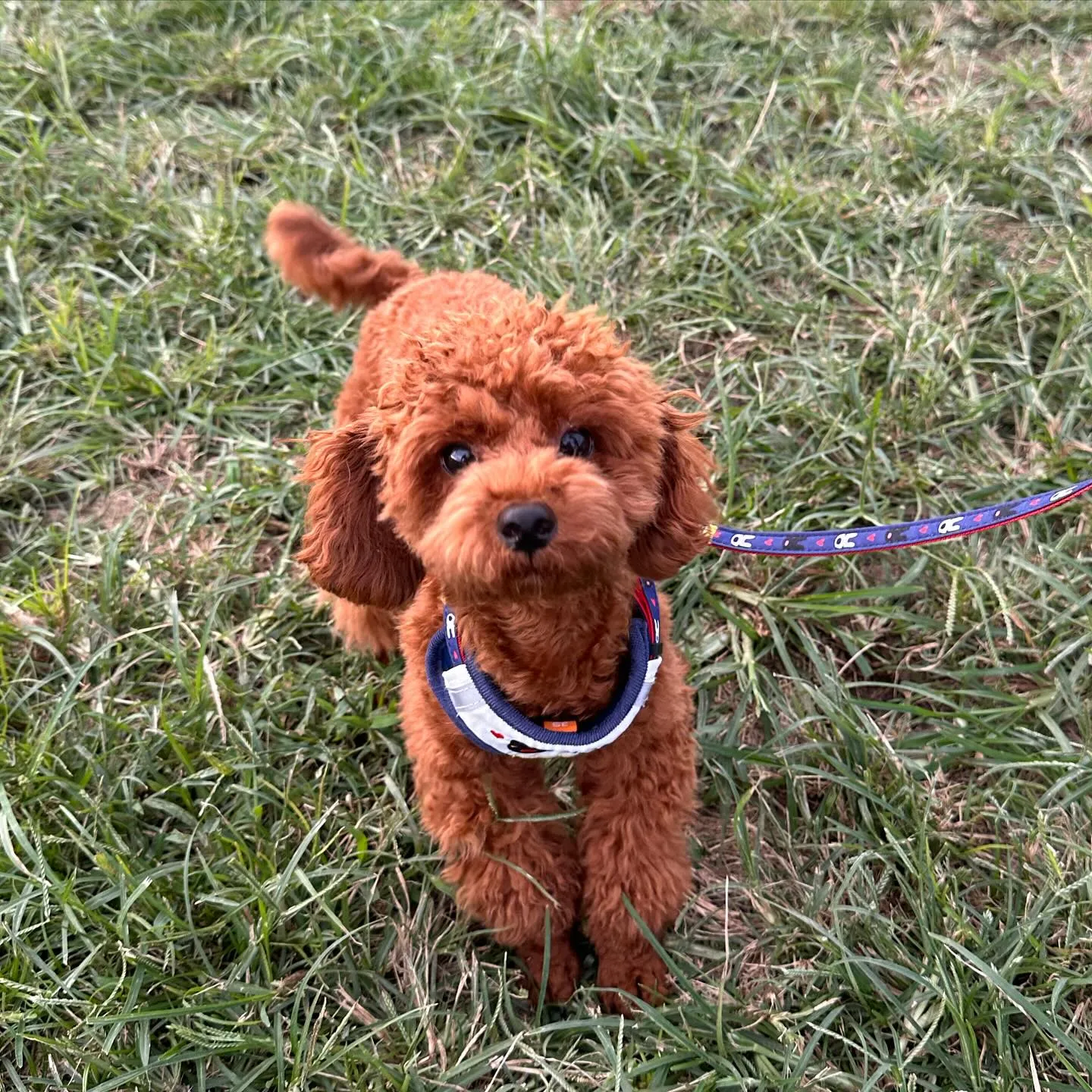 気持ちいぃ〜の顔が可愛い柴犬の大和くん✨