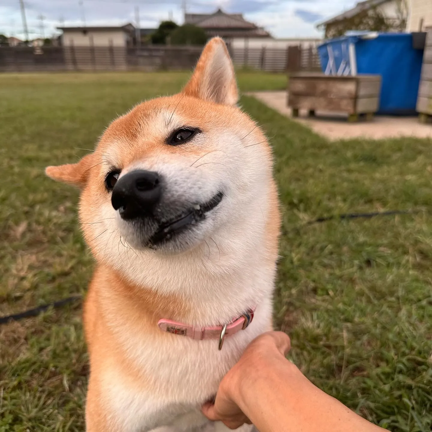 気持ちいぃ〜の顔が可愛い柴犬の大和くん✨