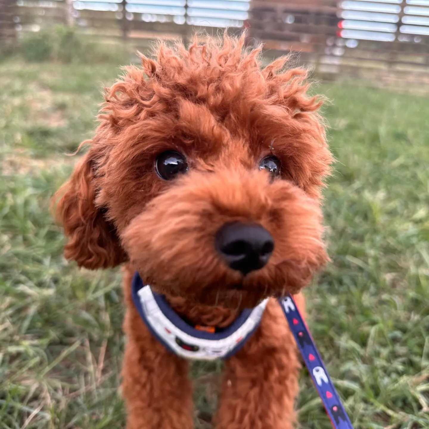 気持ちいぃ〜の顔が可愛い柴犬の大和くん✨