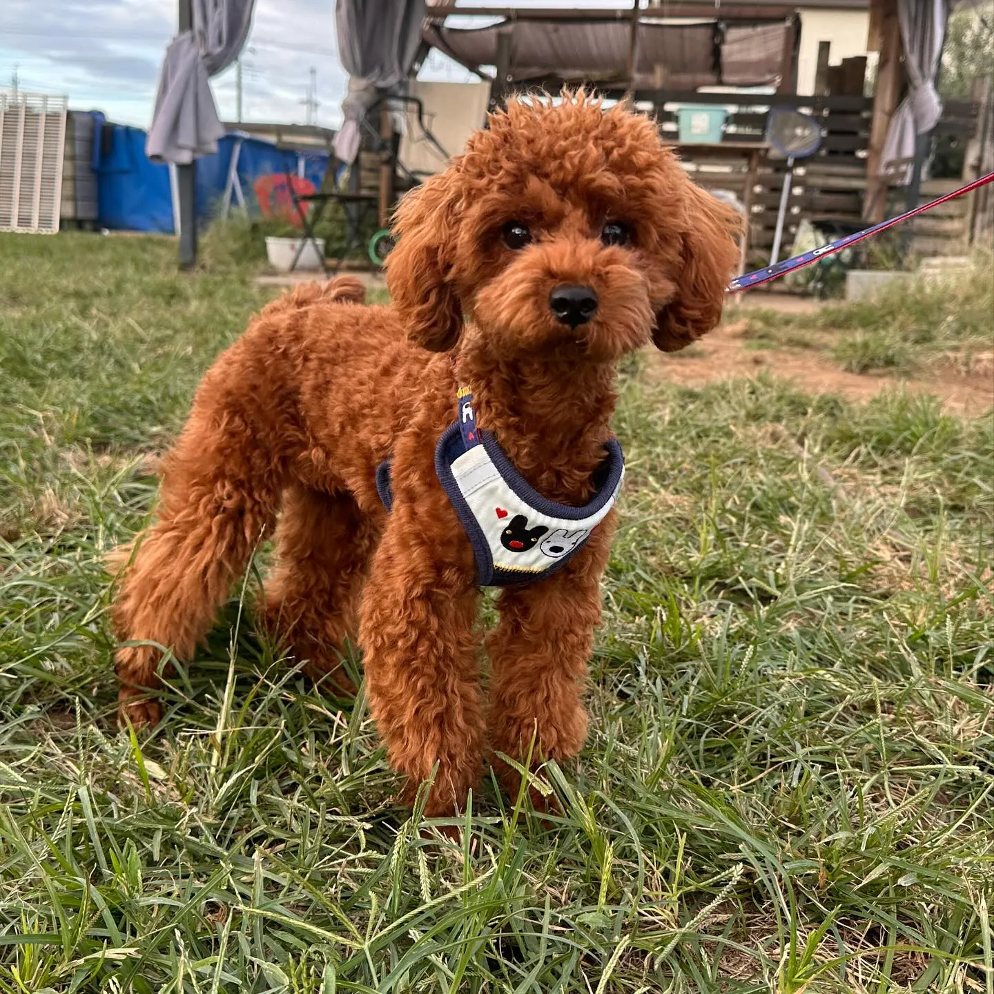 気持ちいぃ〜の顔が可愛い柴犬の大和くん✨