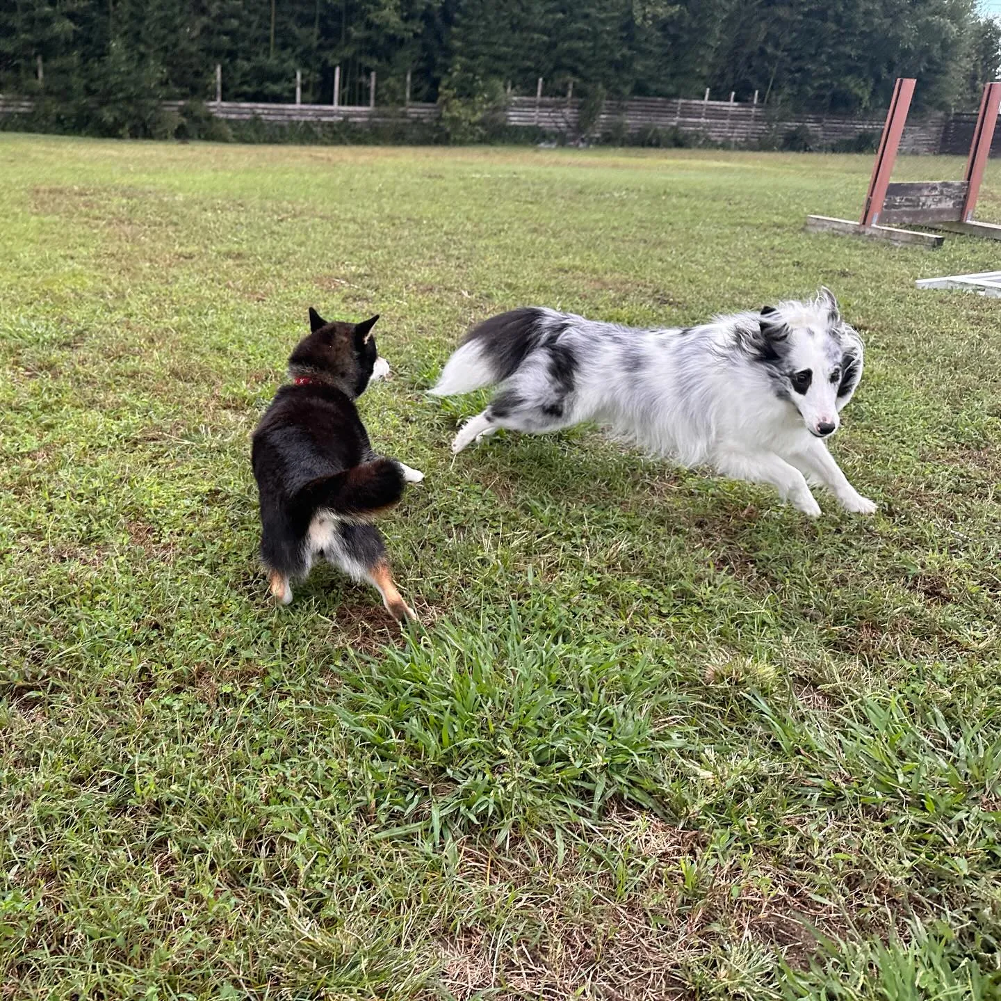 遊びに来てくれた子達🐕♬