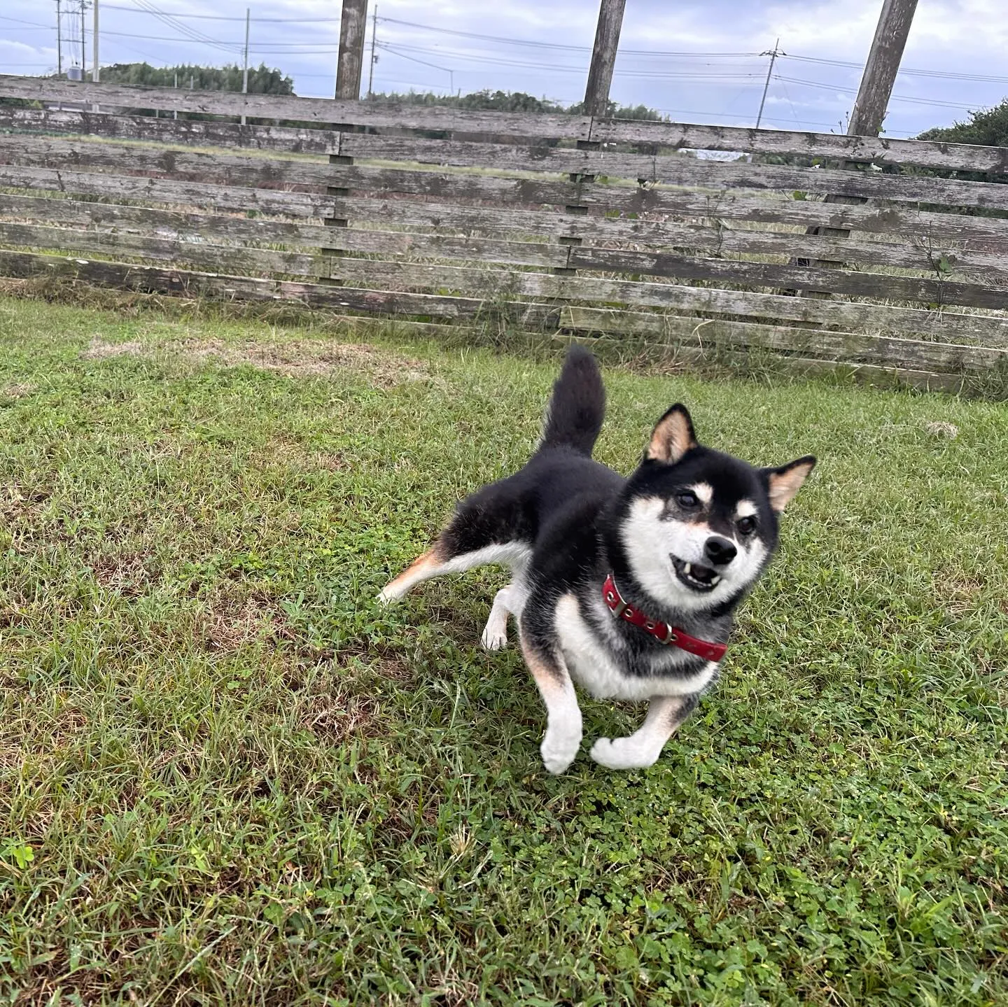 遊びに来てくれた子達🐕♬