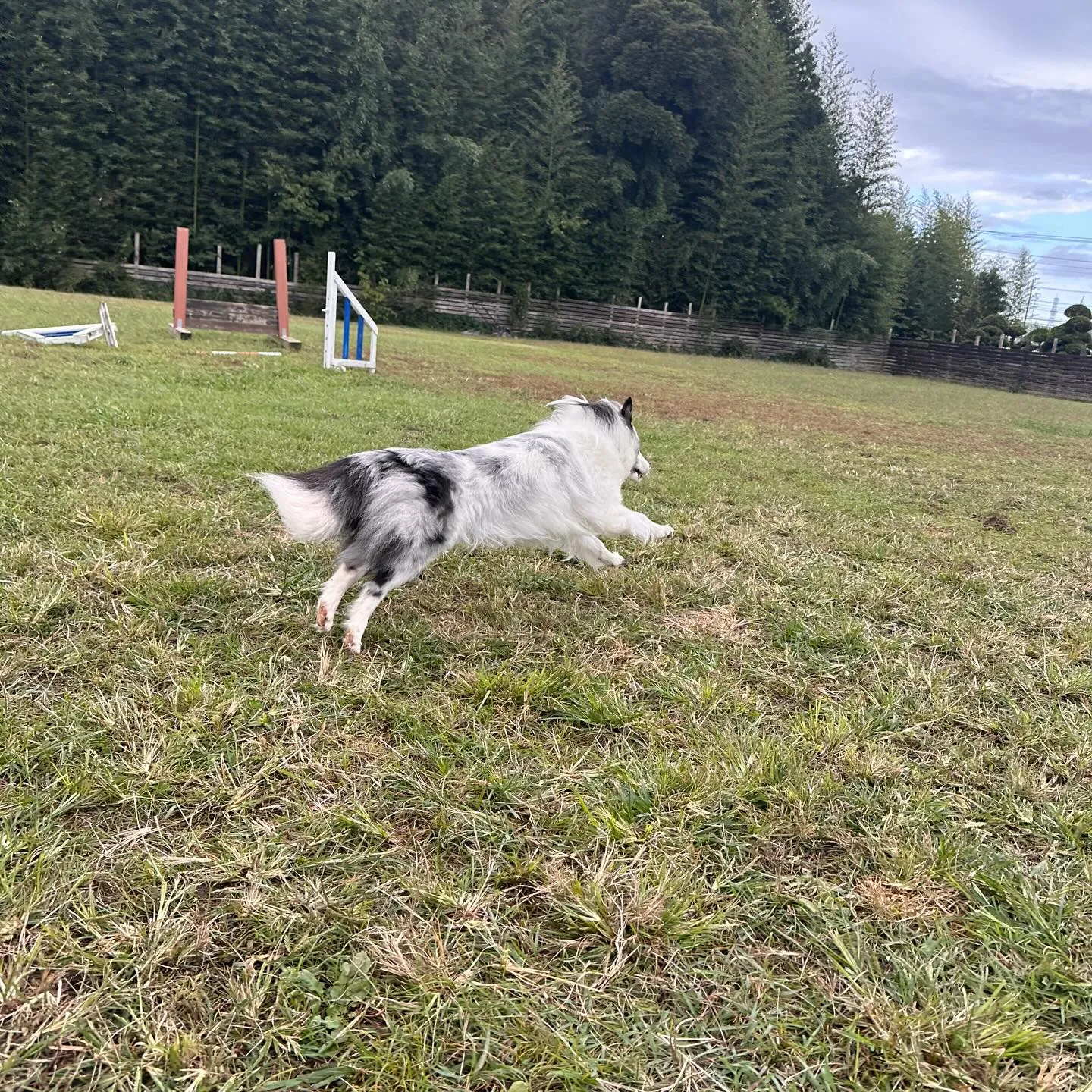 遊びに来てくれた子達🐕♬