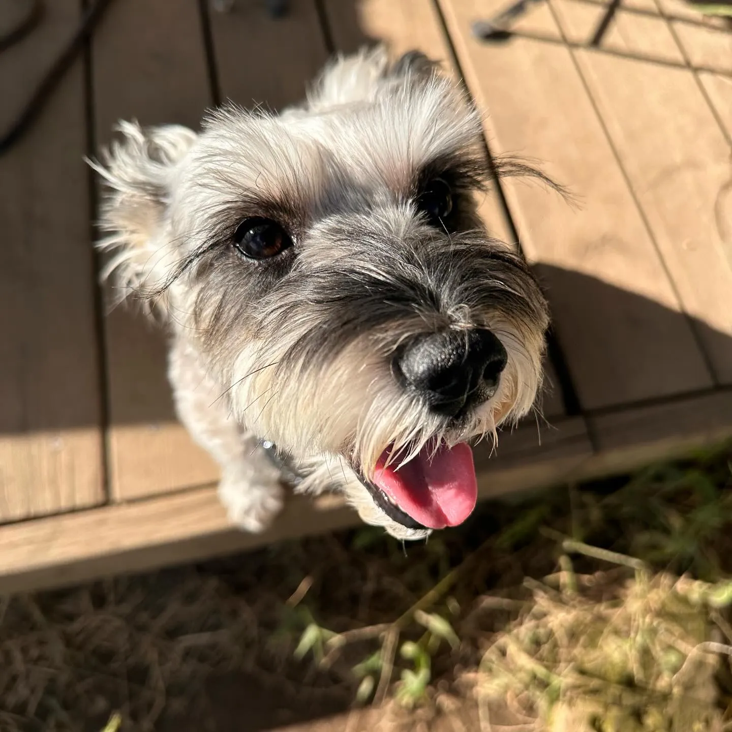 遊びに来てくれた子達🐕♬