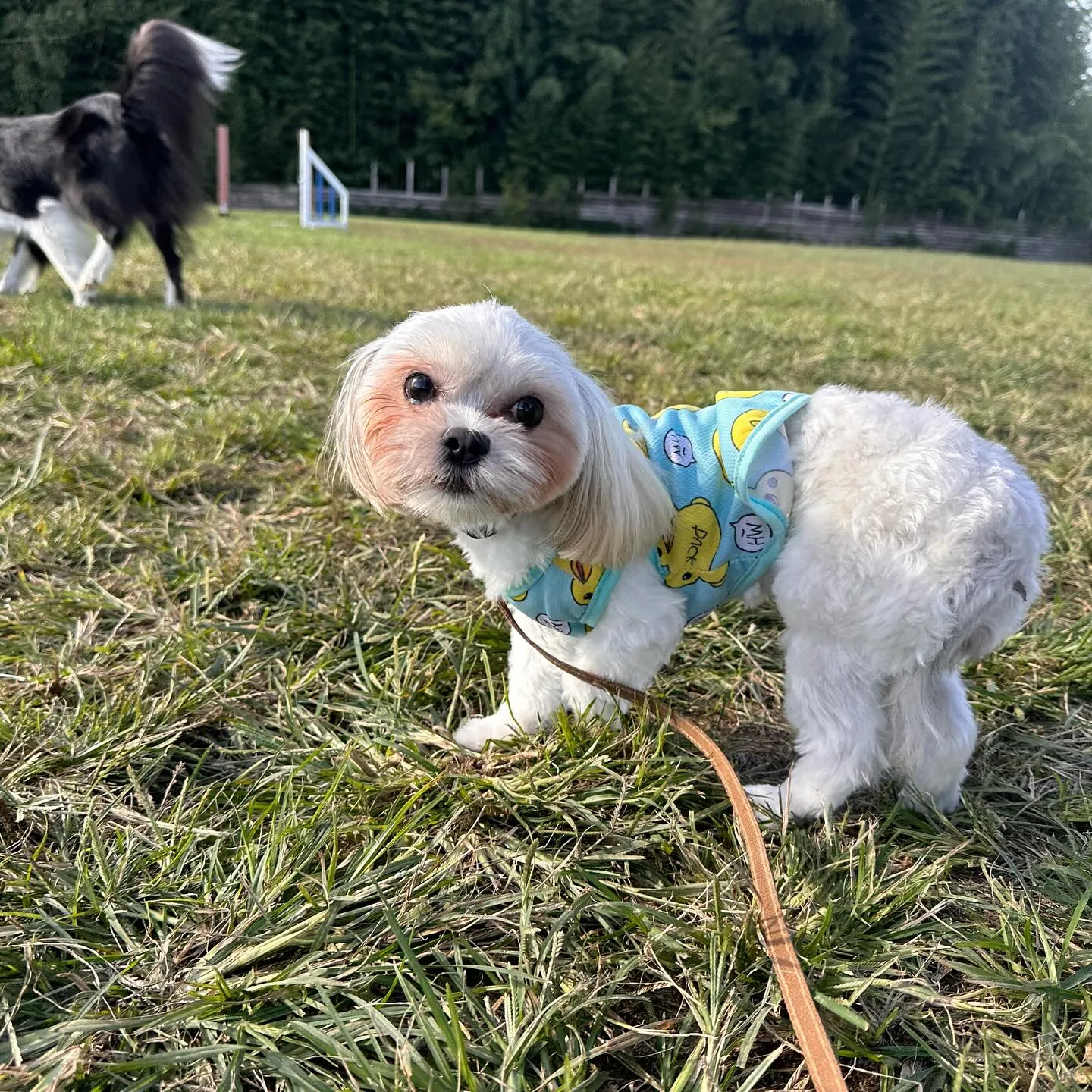 遊びに来てくれた子達🐕♬