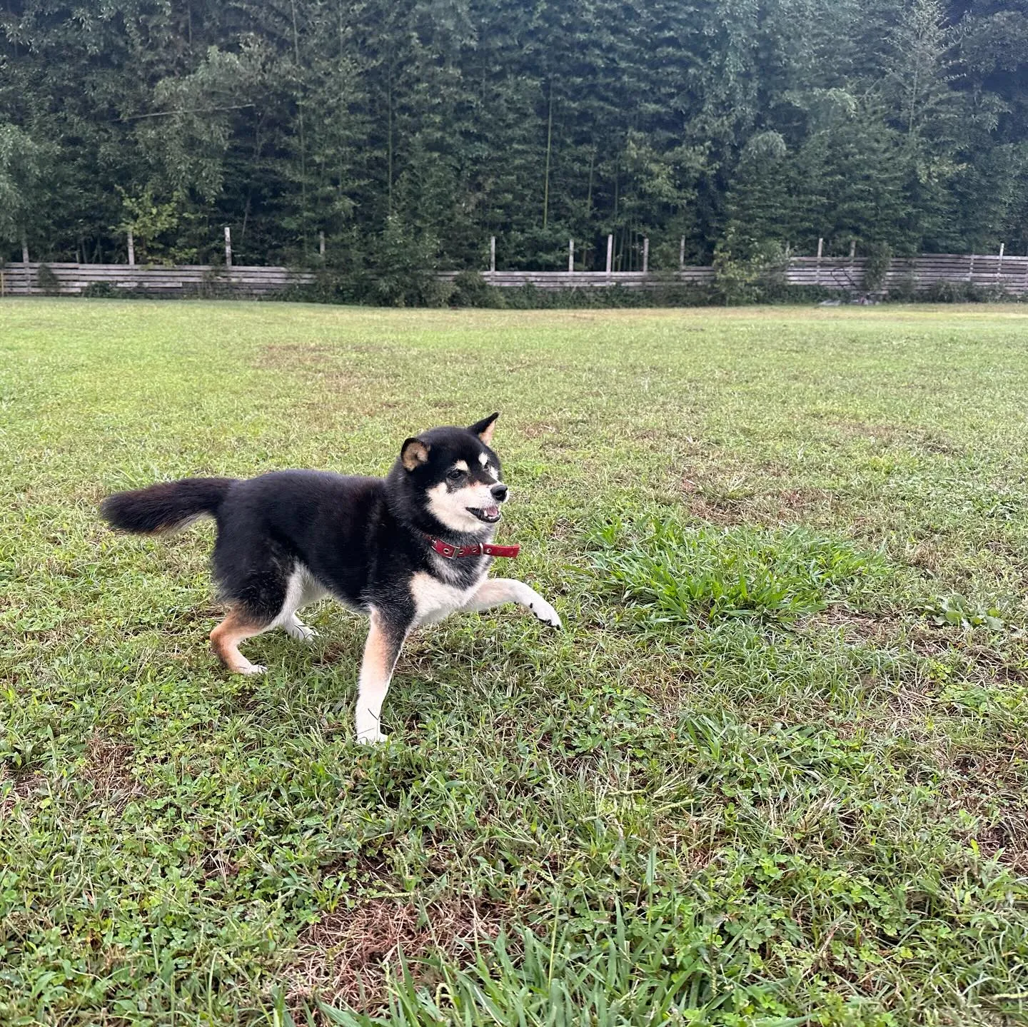 遊びに来てくれた子達🐕♬