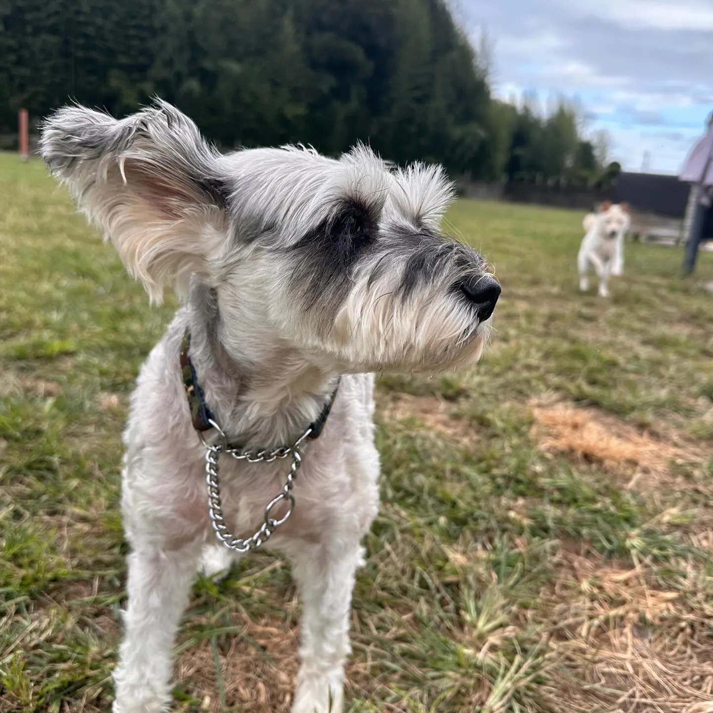 遊びに来てくれた子達🐕♬