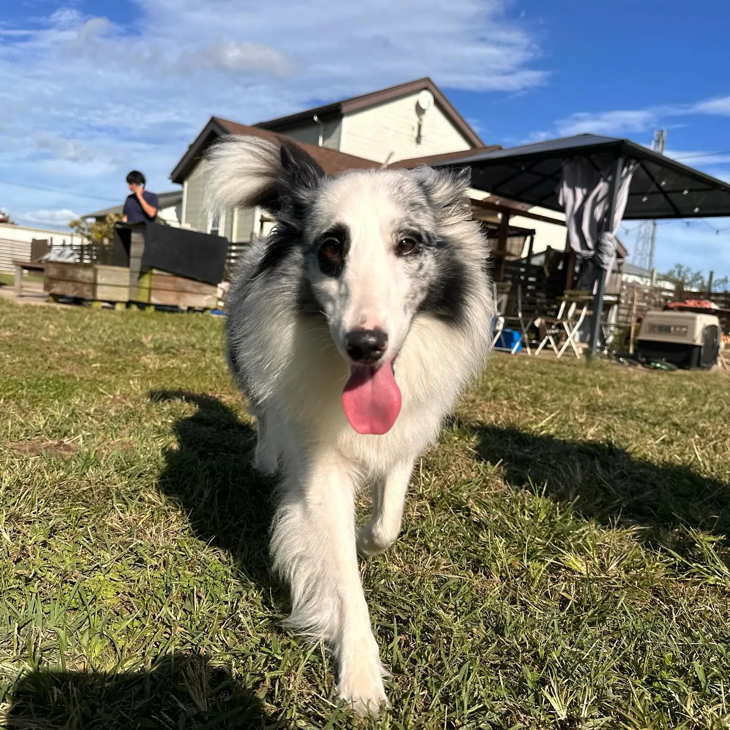 遊びに来てくれた子達🐕♬