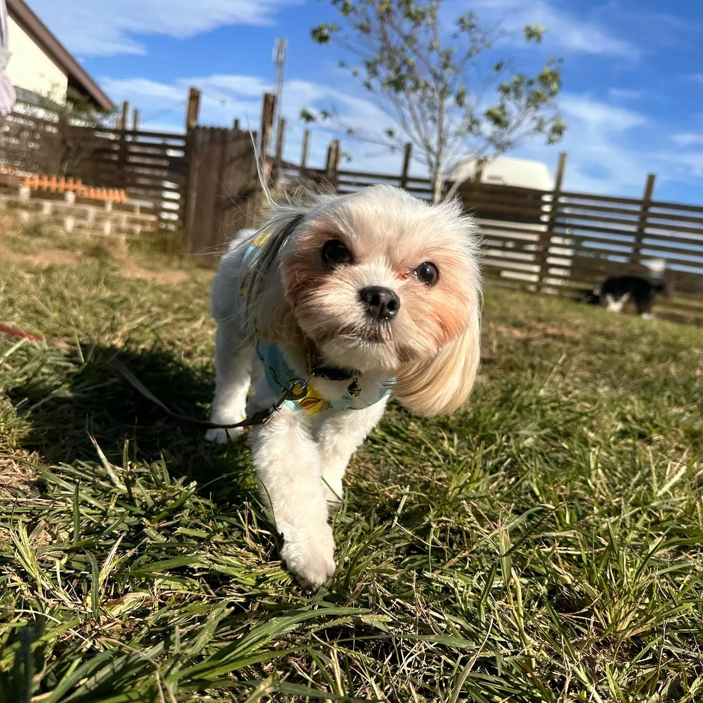 遊びに来てくれた子達🐕♬