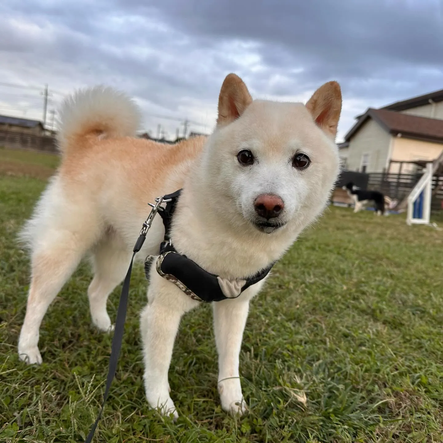 遊びに来てくれた子達🐕♬