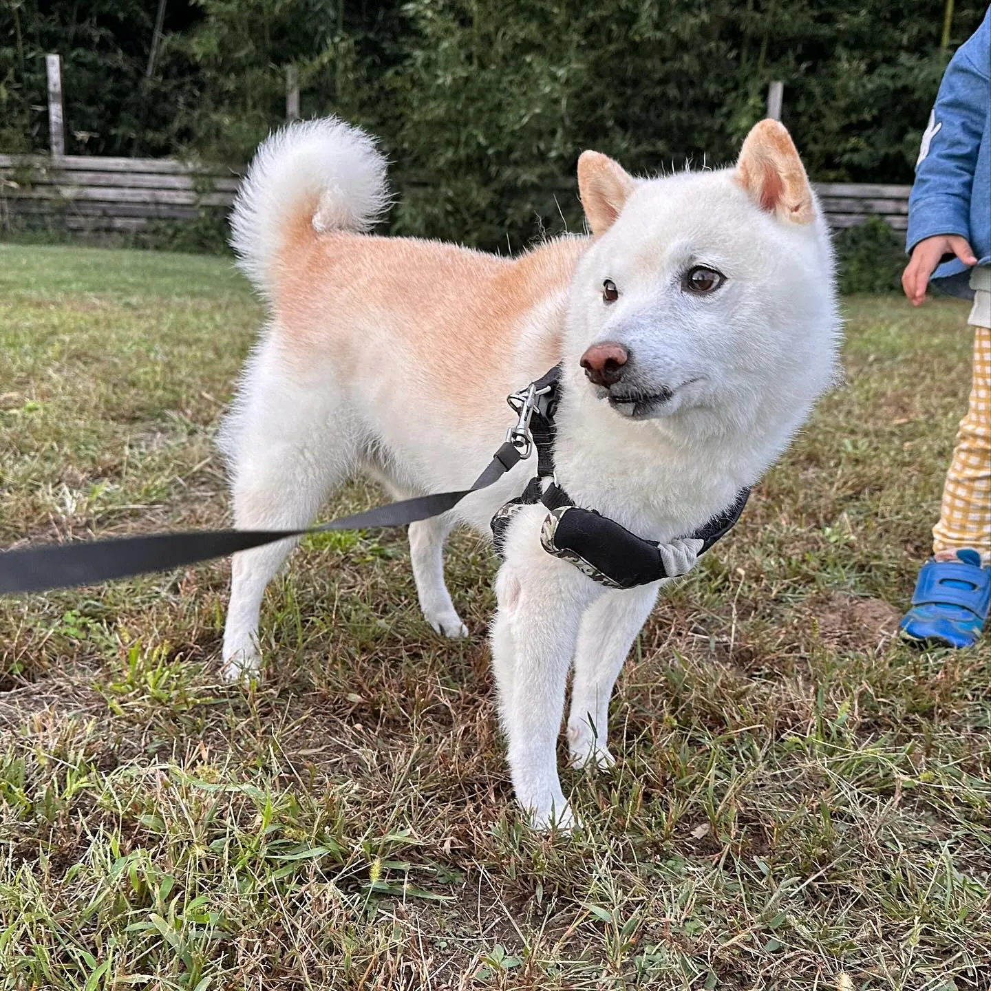 遊びに来てくれた子達🐕♬