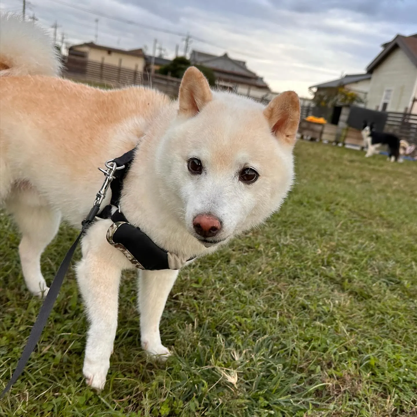 遊びに来てくれた子達🐕♬