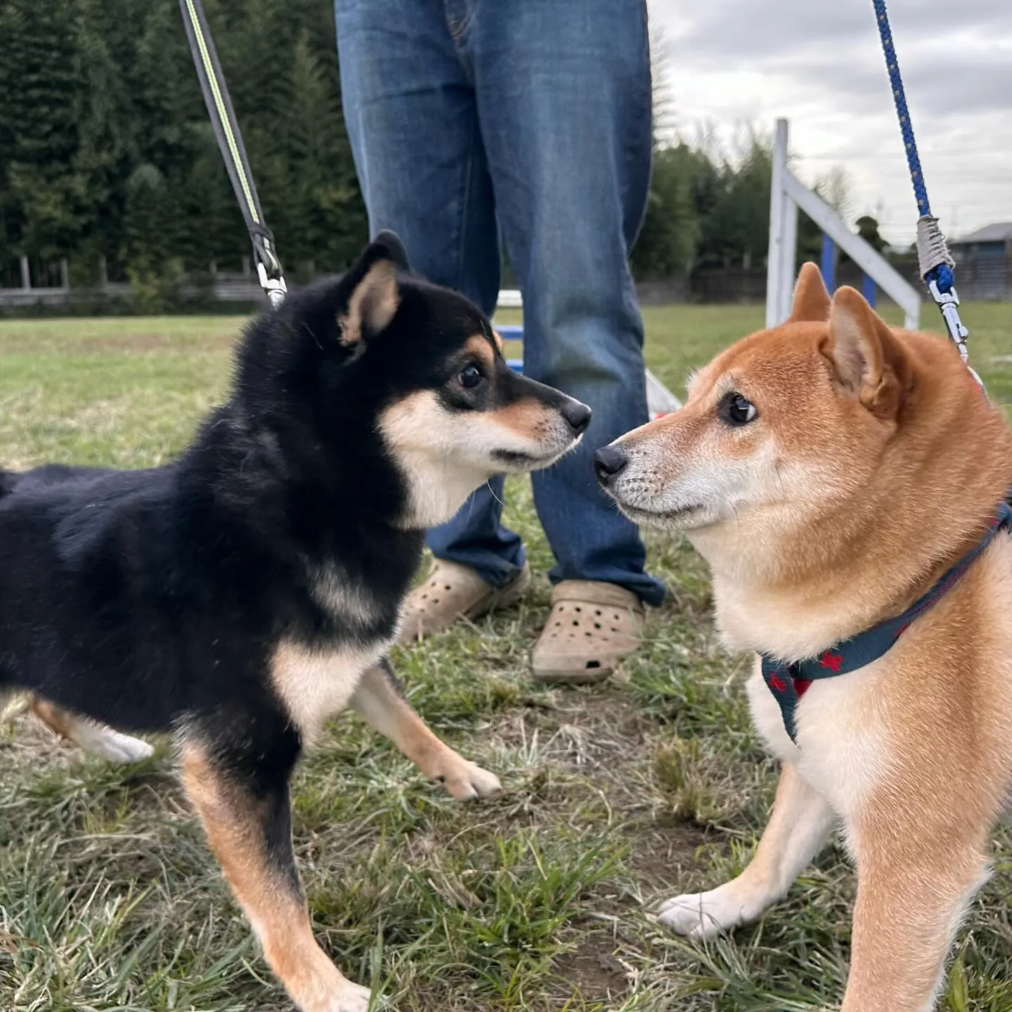 遊びに来てくれた子達🐕♬