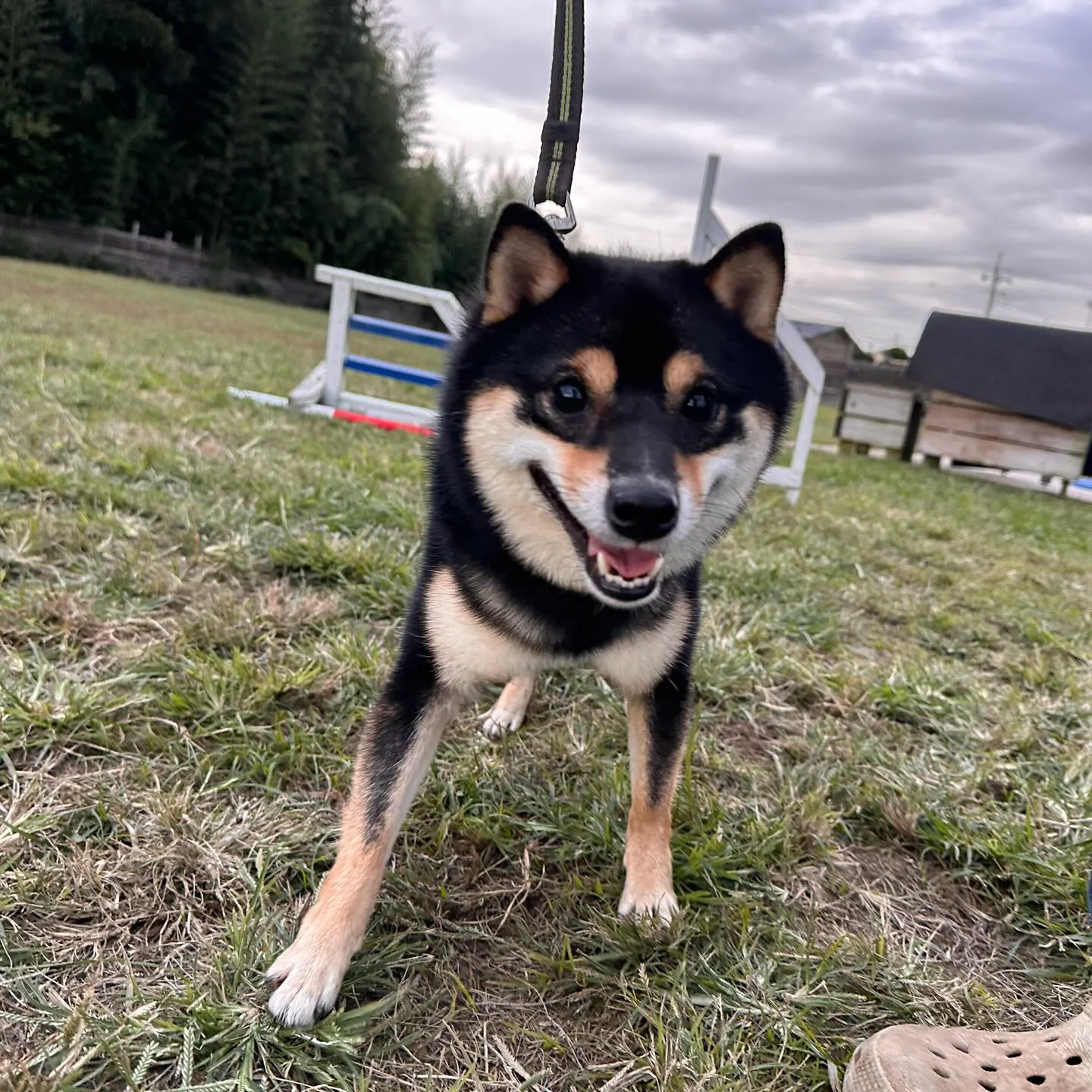 遊びに来てくれた子達🐕♬