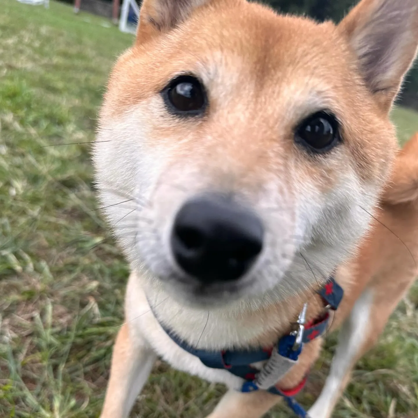 遊びに来てくれた子達🐕♬