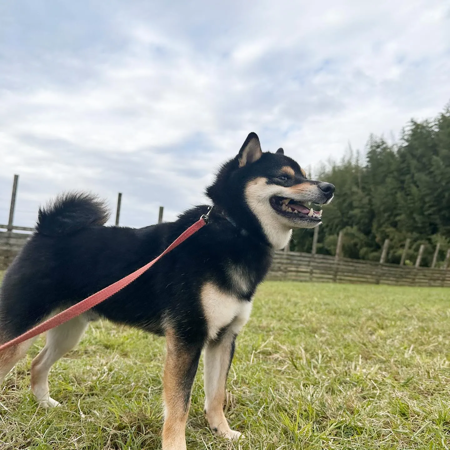 遊びに来てくれた子達🐕♬