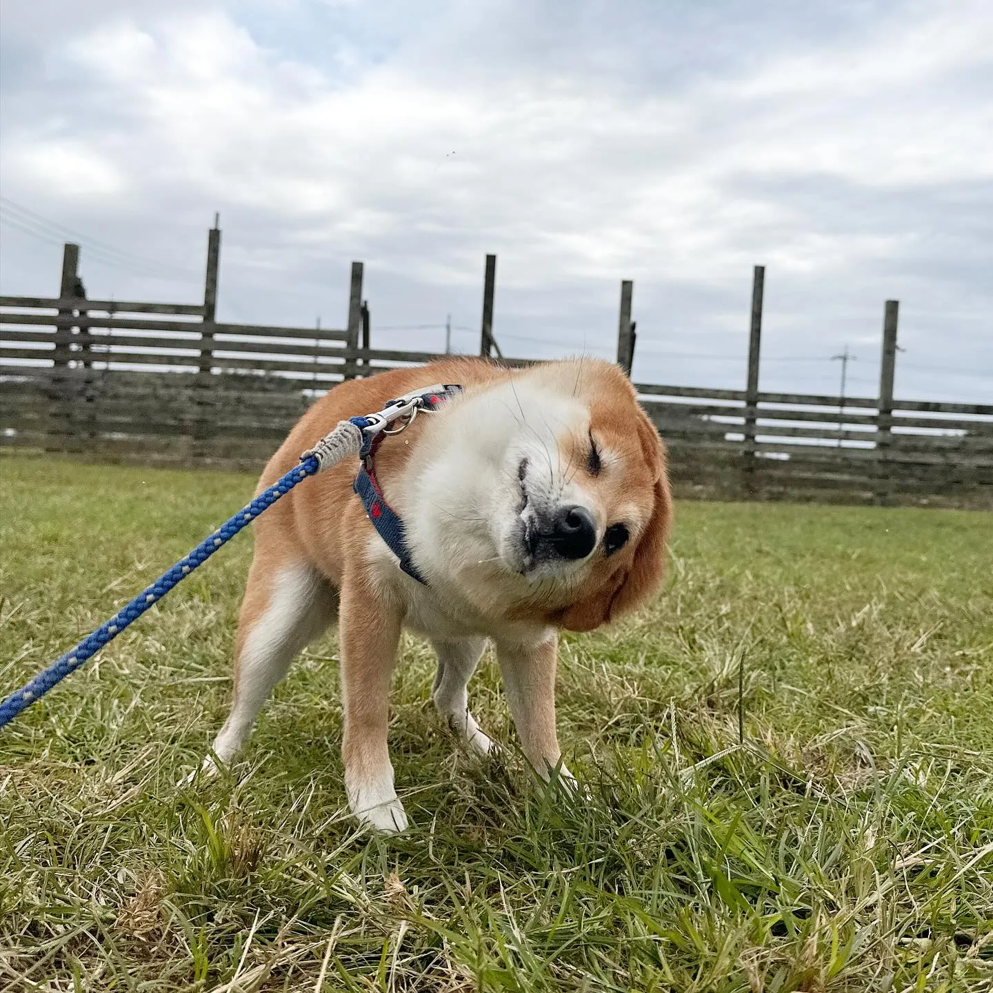 遊びに来てくれた子達🐕♬