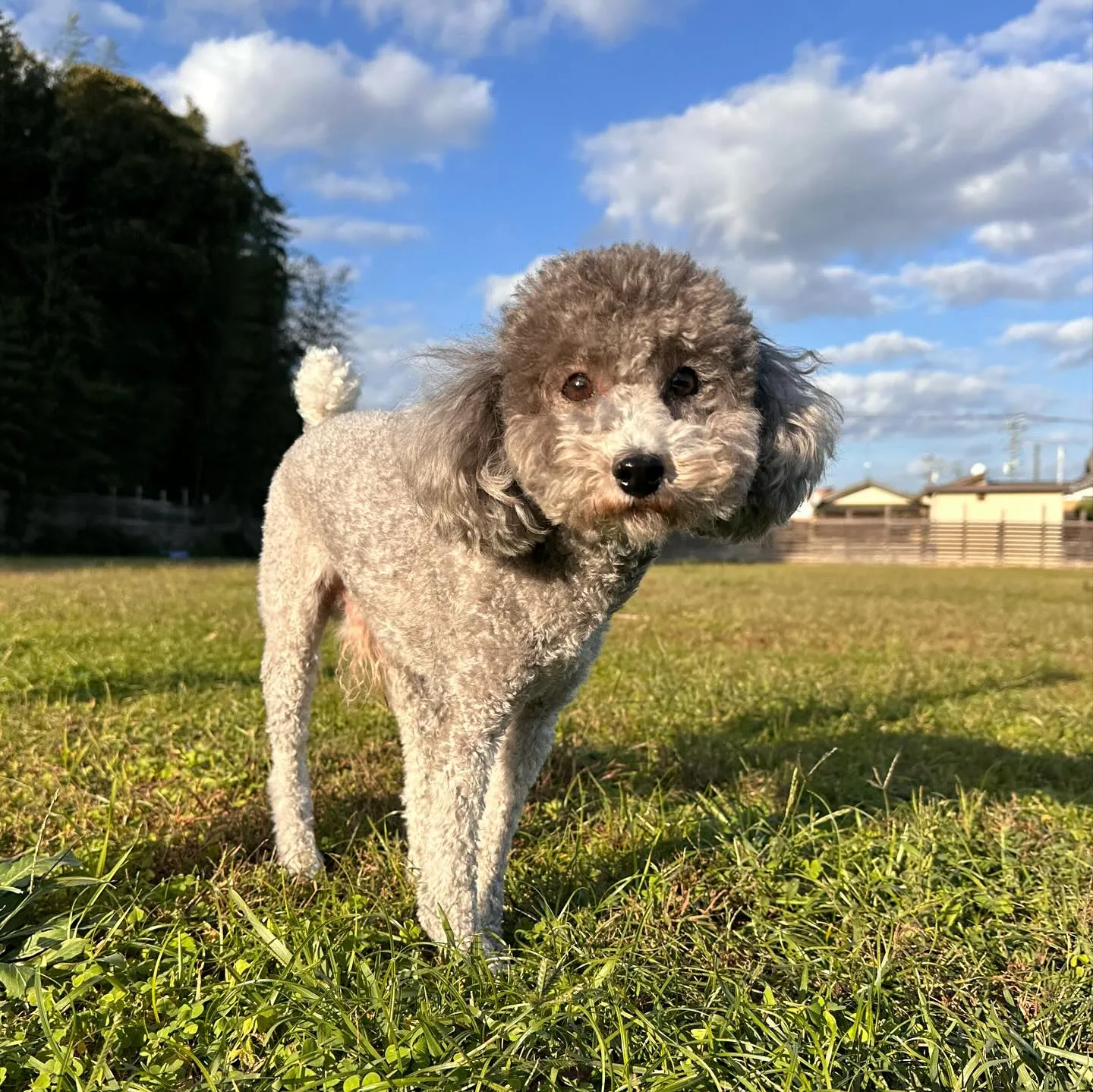 遊びに来てくれた子達🐕♬