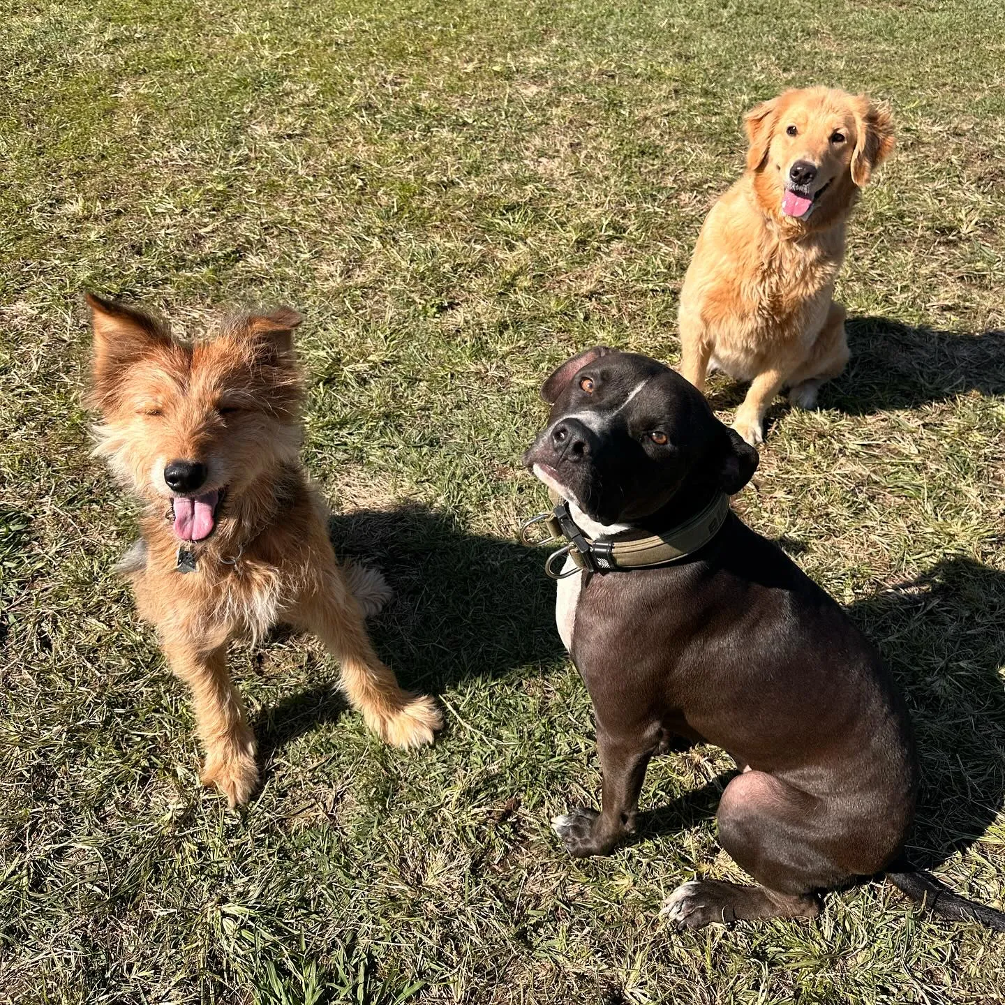 遊びに来てくれた子達🐕💨