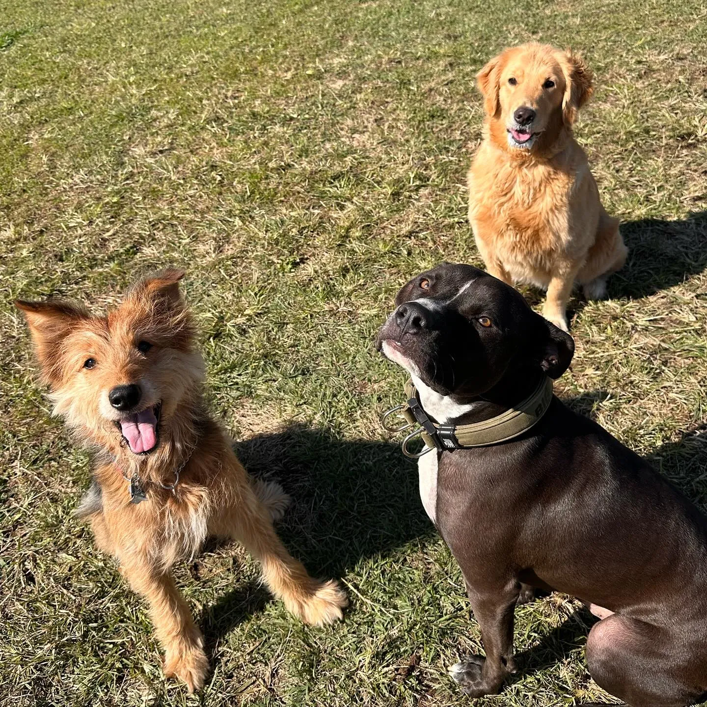 遊びに来てくれた子達🐕💨