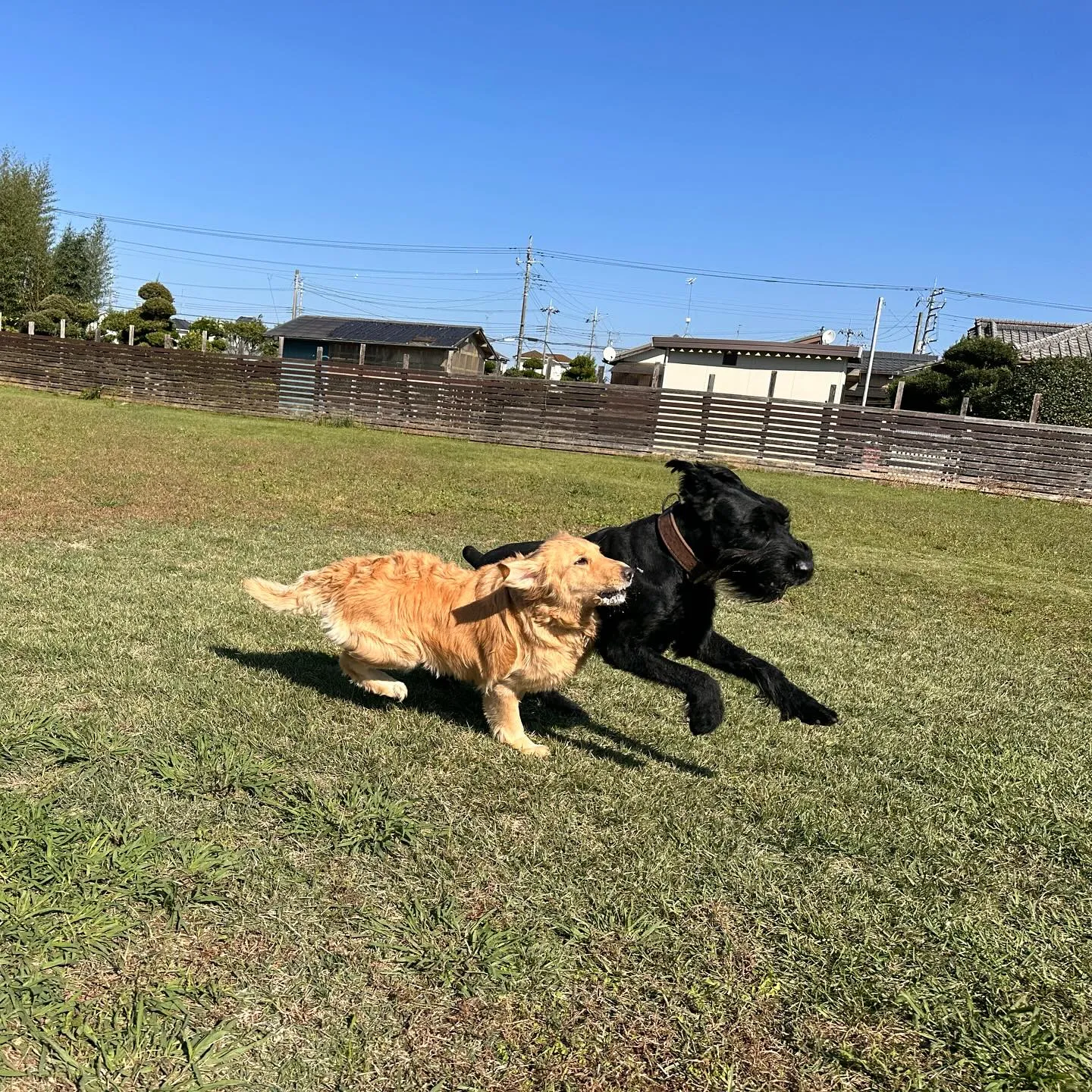 遊びに来てくれた子達🐕💨