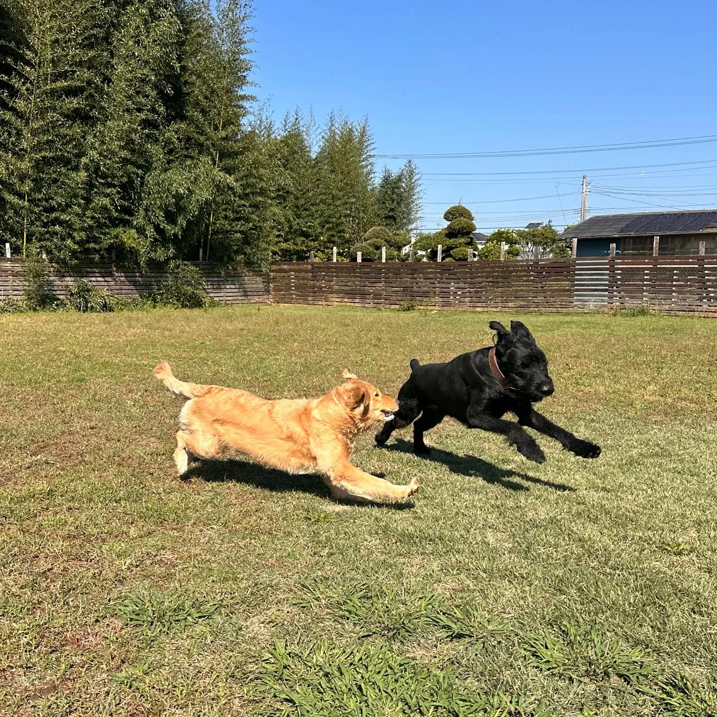 遊びに来てくれた子達🐕💨