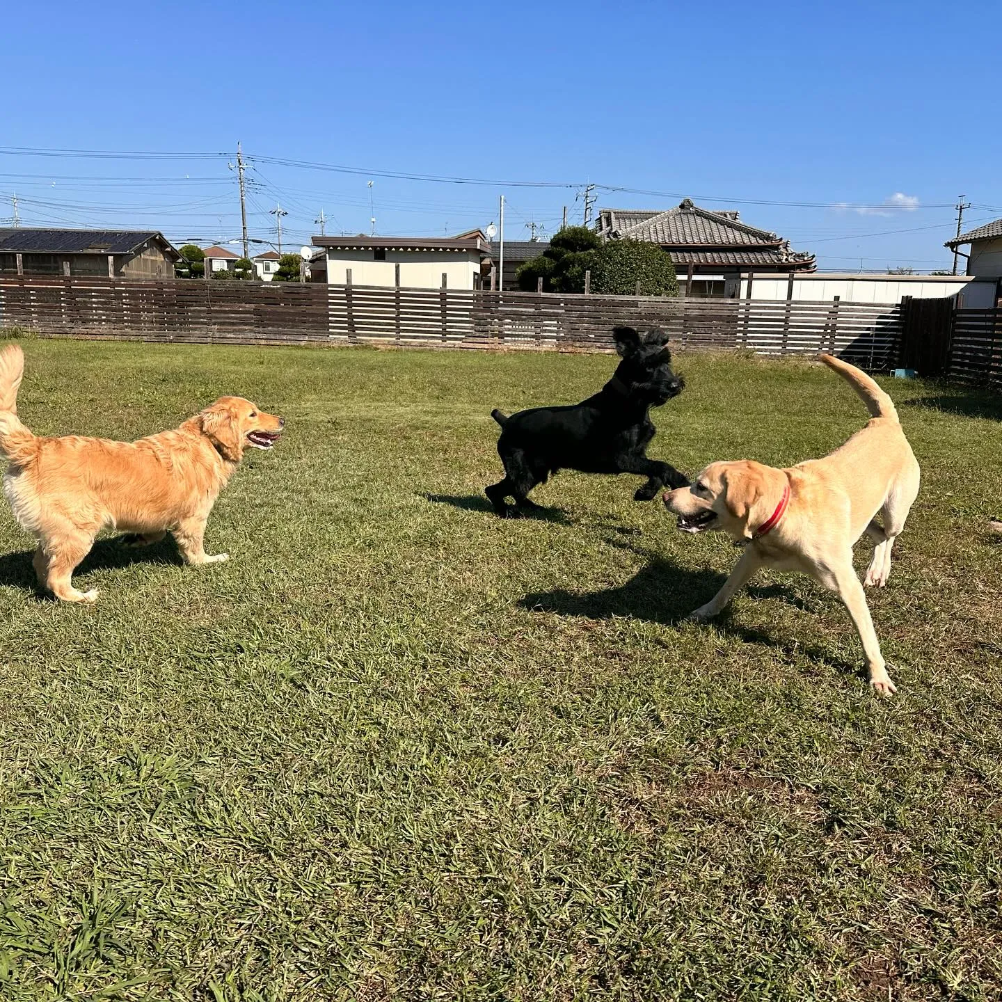 遊びに来てくれた子達🐕💨