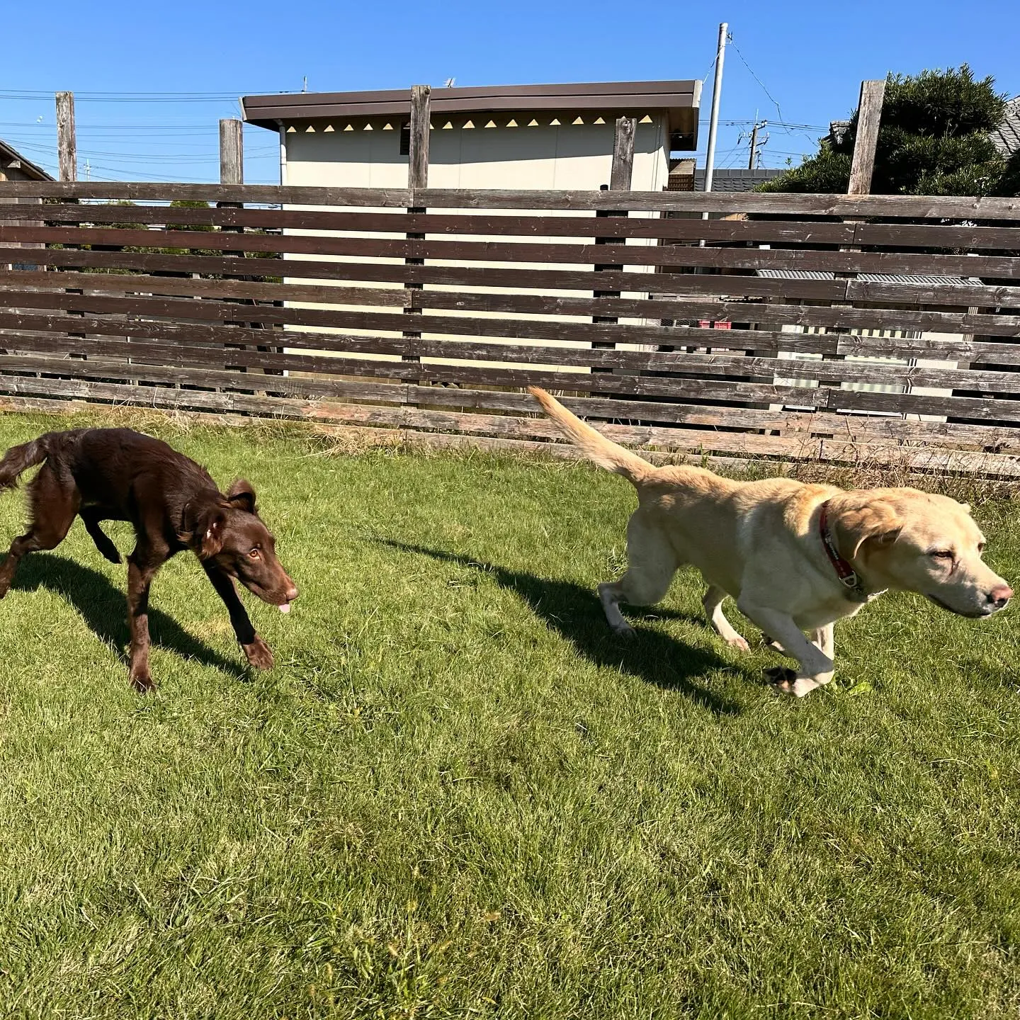 遊びに来てくれた子達🐕💨