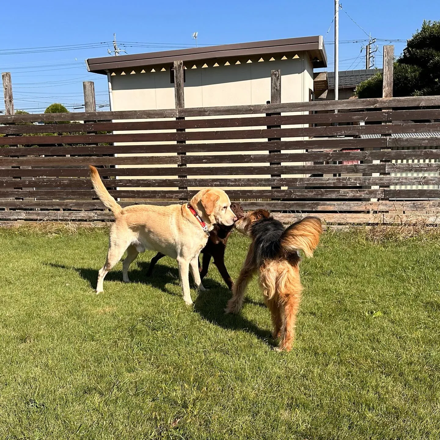 遊びに来てくれた子達🐕💨