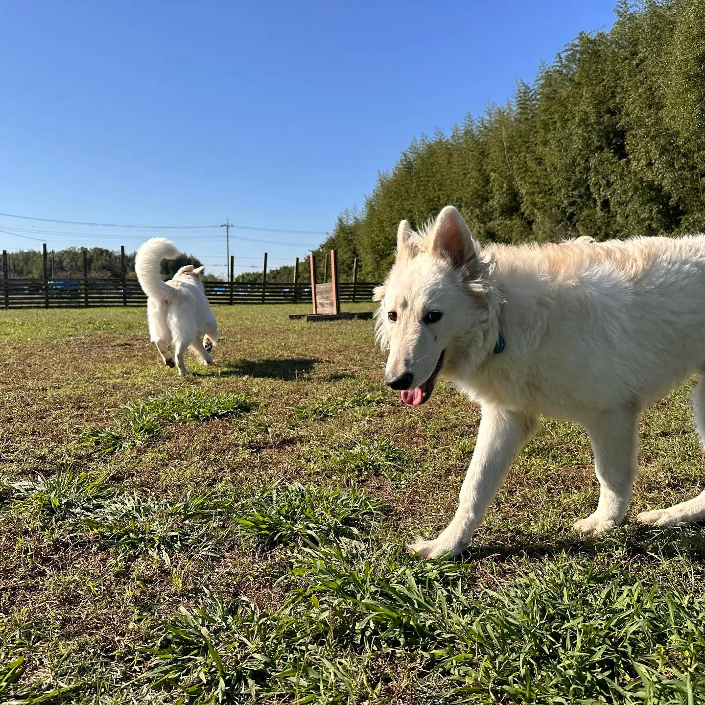 ホワイトシェパード🐺同士で楽しそう♬