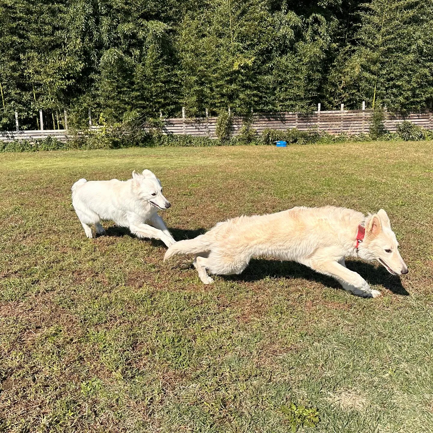 ホワイトシェパード🐺同士で楽しそう♬