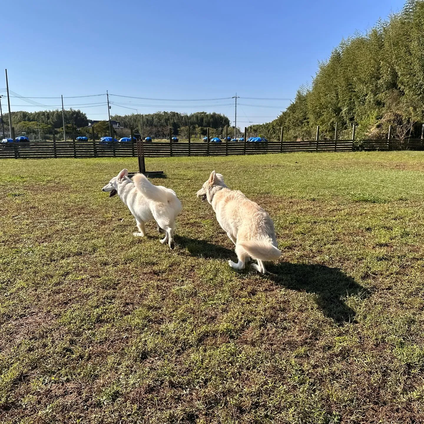 ホワイトシェパード🐺同士で楽しそう♬