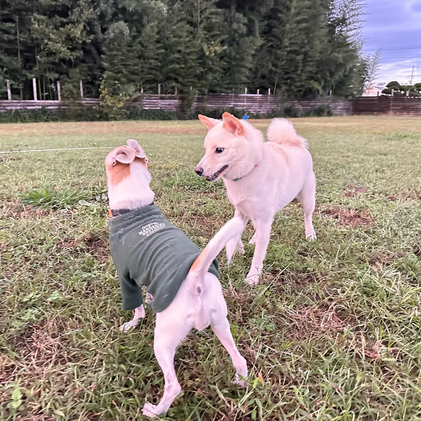 遊びに来てくれた子達🐕♬