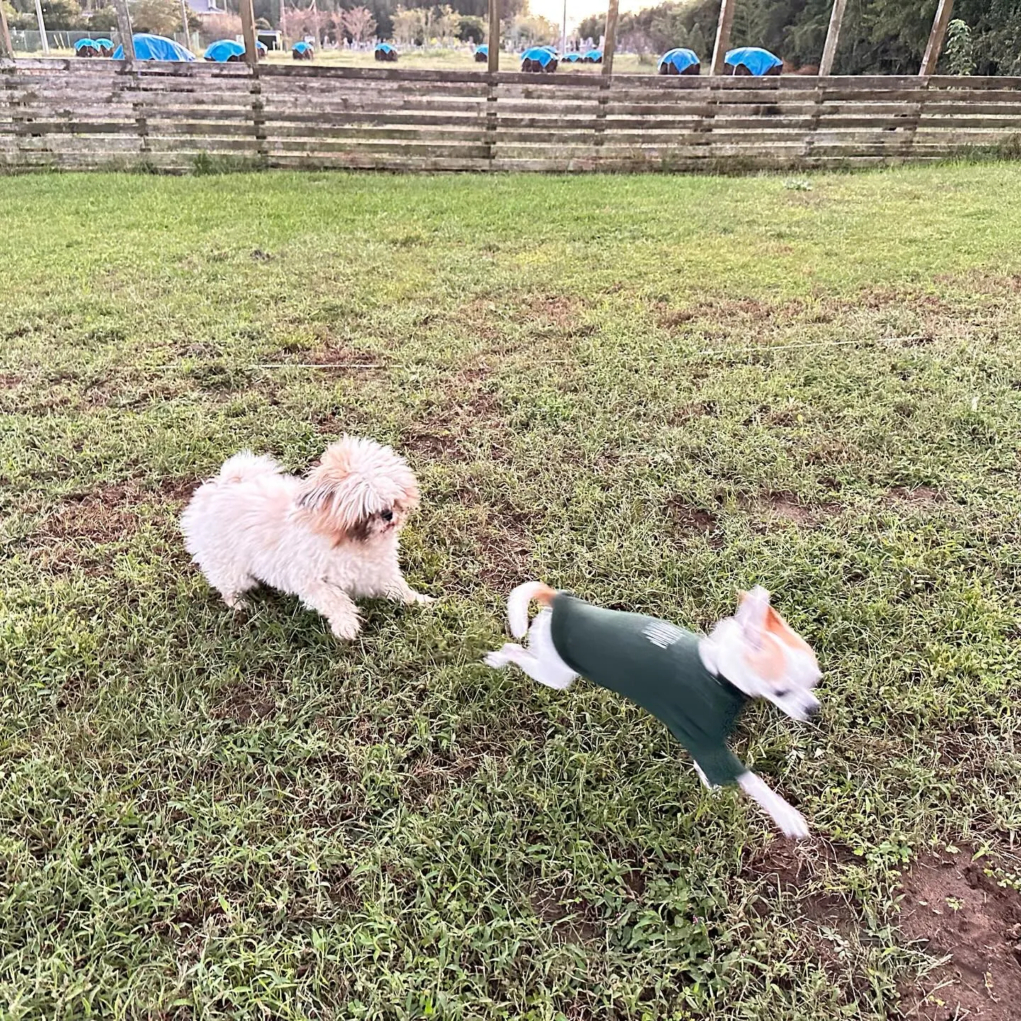 遊びに来てくれた子達🐕♬