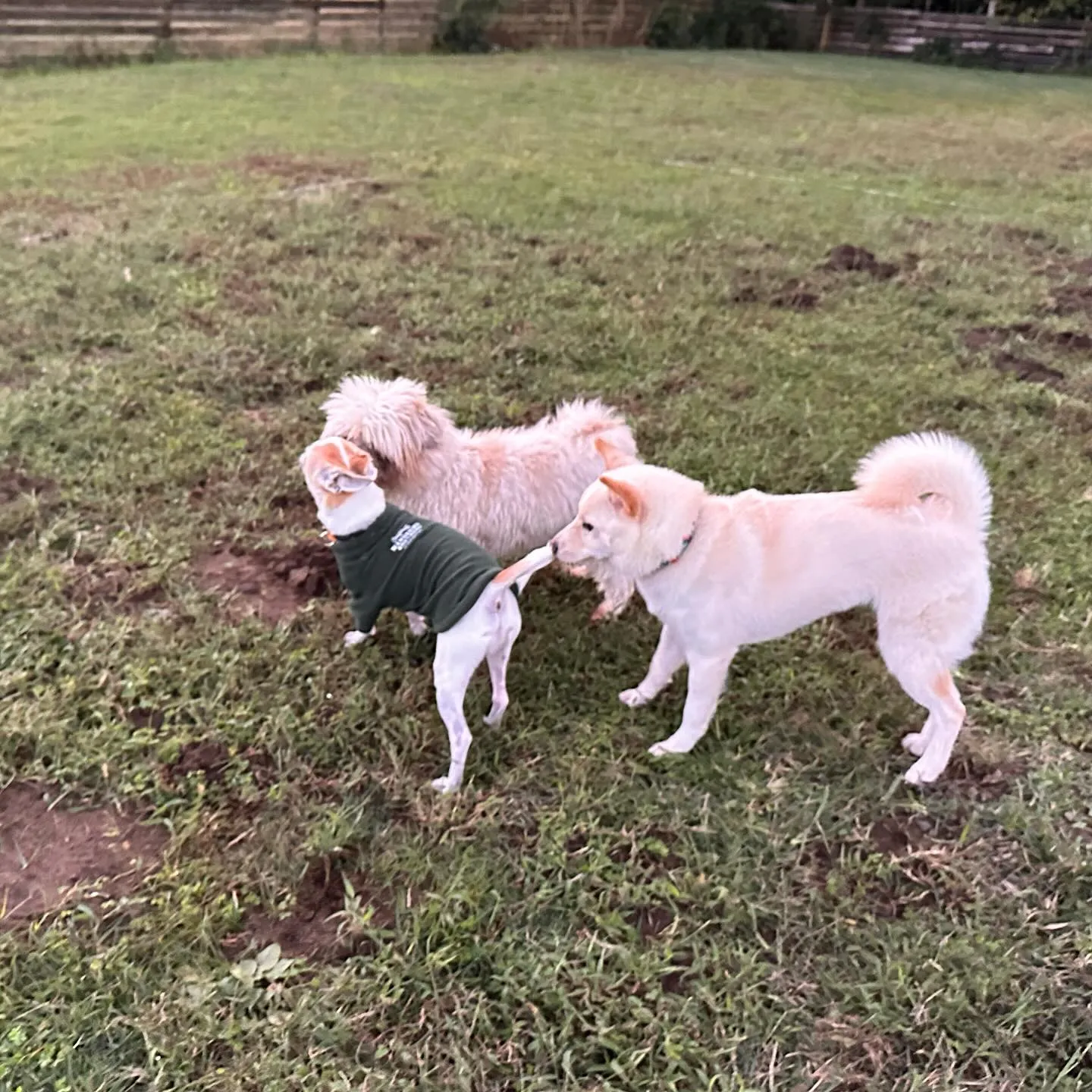 遊びに来てくれた子達🐕♬