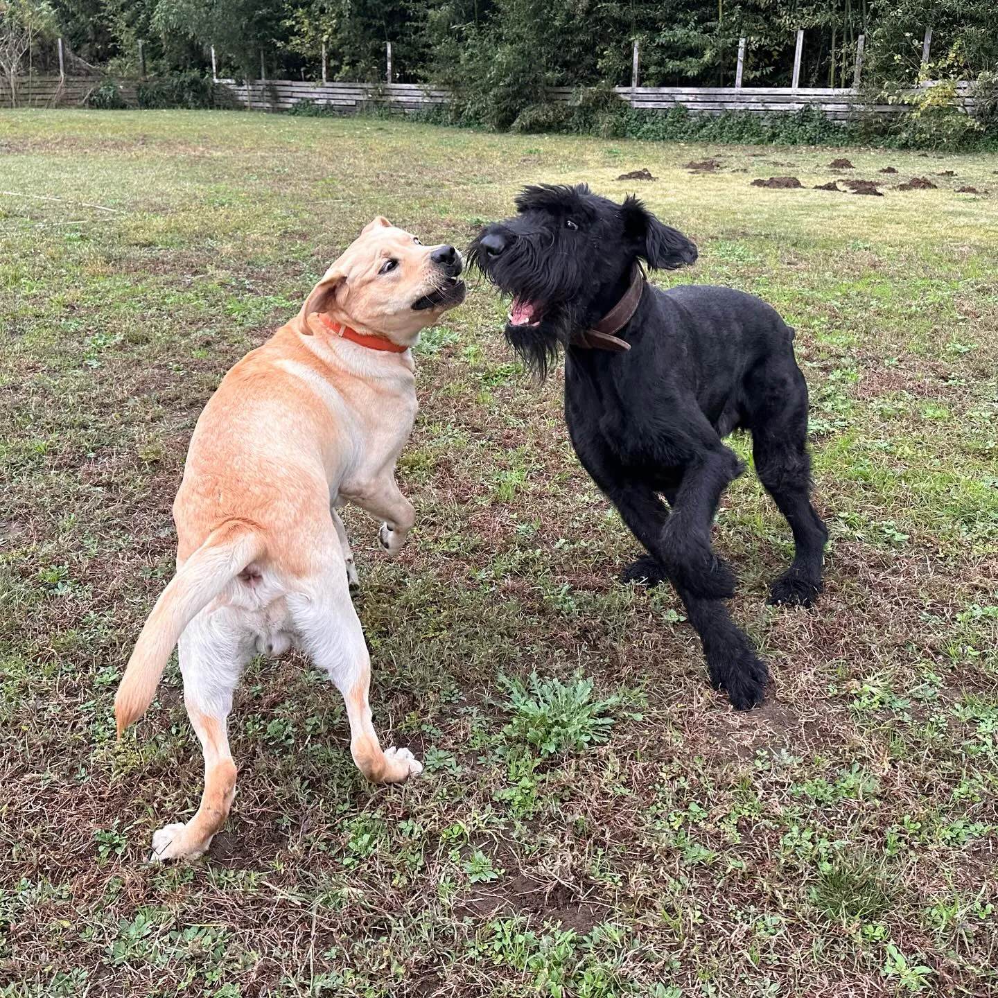 遊びに来てくれた子達🐕♬