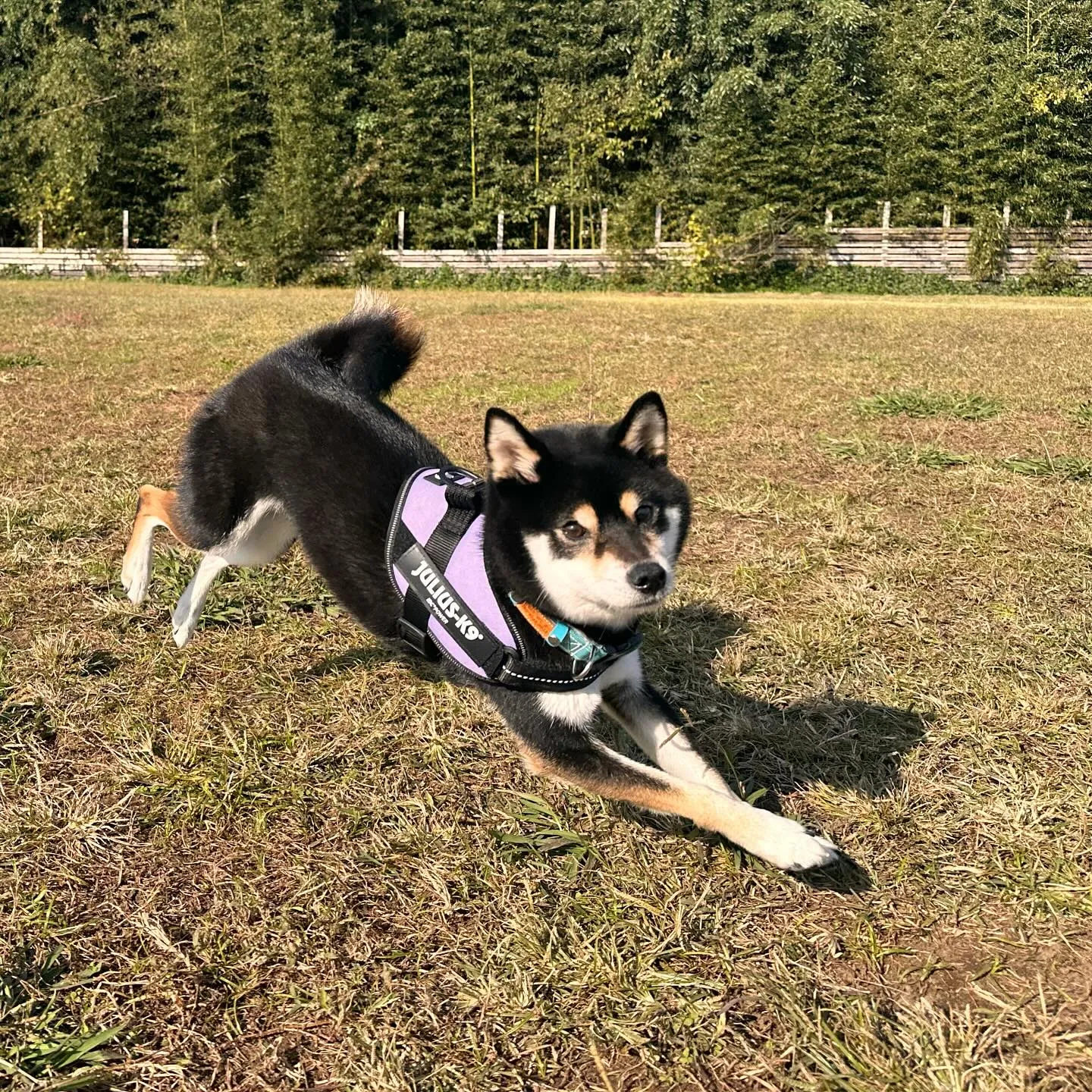 お泊まりに来てくれた子達🐕♬