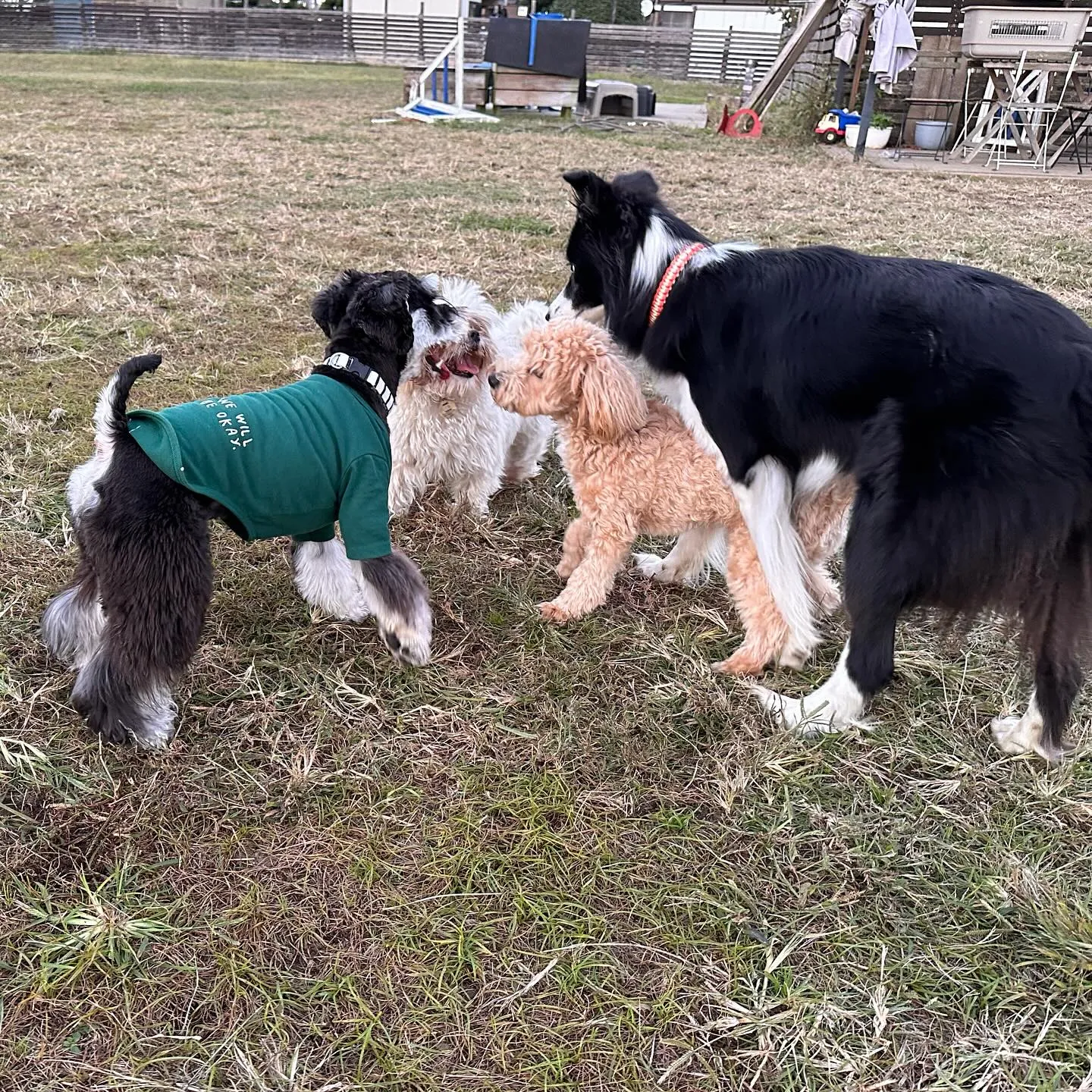 皆んなで井戸端会議からのダッシュ🐕💨